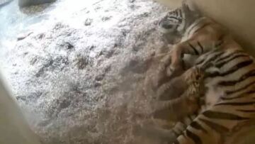 Βίντεο: H στιγμή που δύο σπάνια τιγράκια γεννιούνται σε ζωολογικό κήπο
