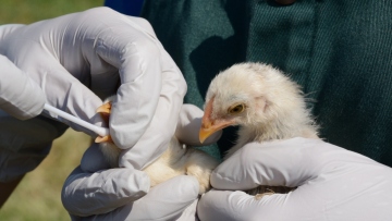ΠΟΥ: «Ανησυχητική η κατάσταση» με τη γρίπη των πτηνών στην Καμπότζη