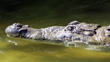 Αυστραλία: Έφηβος δέχτηκε επίθεση από κροκόδειλο κατά τη διάρκεια πλημμυρών - «Είναι παντού»