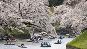 Τόκιο: Νέο... ρεκόρ για τις κερασιές - Άνθισαν 10 μέρες νωρίτερα από το συνηθισμένο