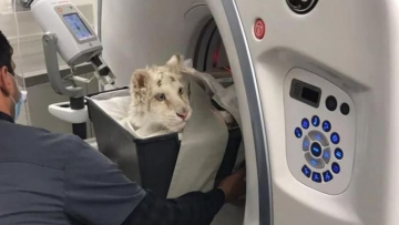 Αττικό Ζωολογικό Πάρκο: Έγιναν κι άλλες εξετάσεις στο λευκό τιγράκι που βρέθηκε στα σκουπίδια - Δείτε φωτογραφίες