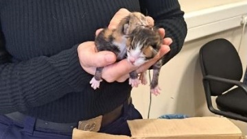 Βόλος: Στον ανακριτή η ηλικιωμένη που πέταξε τα γατάκια στα σκουπίδια