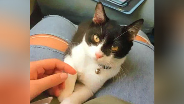 Τέμπη: Σώθηκε από την σύγκρουση των τρένων και τώρα αναζητά τον γάτο της με τον οποίο ταξίδευε μαζί