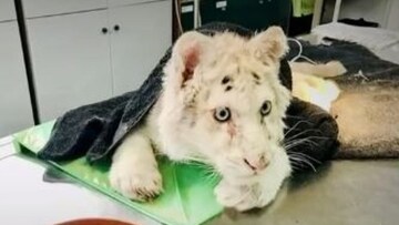 Έκκληση από την Πανελλήνια Φιλοζωική Ομοσπονδία για το λευκό τιγράκι: Να μη μετατραπεί σε αντικείμενο πειραματισμών