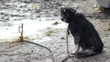 Έδεσε τα σκυλιά του με αλυσίδες και το ένα στραγγαλίστηκε
