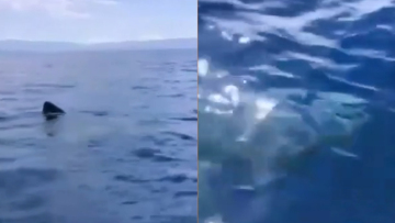 Λακωνία: Ψαράδες είχαν για παρέα καρχαρία 5-6 μέτρων - Δείτε βίντεο