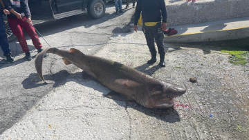 Ιεράπετρα: Η στιγμή που ψαράδες δένουν, σέρνουν... ζωντανό προστατευόμενο είδος καρχαρία και τον οδηγούν για σφαγή - Βίντεο