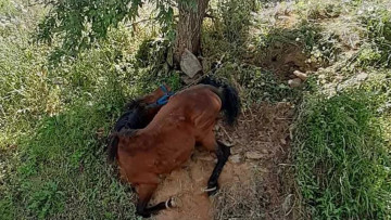 Τζια: Οργή για την άγρια κακοποίηση αλόγου - Συνελήφθη ο ιδιοκτήτης, σκληρές εικόνες