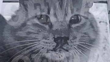 Κακοποίηση γάτας στην Ύδρα: Πρόστιμο €15.000 στον 55χρονο