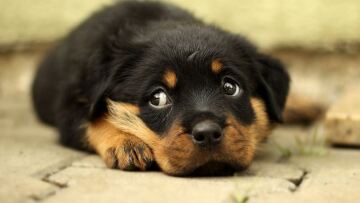 Κακοποίηση ζώων - ΕΛ.ΑΣ: 138 συλλήψεις το πρώτο τετράμηνο του 2023