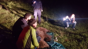 Λάρισα: Αρκούδα πιάστηκε σε παράνομη θηλιά - Μάσησε σχεδόν όλο τον κορμό δέντρου για να απελευθερωθεί