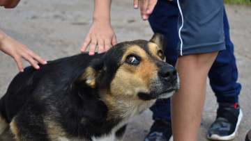 Κτηνωδία στα Φιλιατρά: Κρέμασε τον σκύλο σε δέντρο και χόρευε γύρω του μετά τον θάνατό του - Δείτε βίντεο