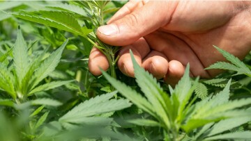 Γερμανία: Πέρασε από τη Bundestag η μερική νομιμοποίηση για κατοχή και χρήση κάνναβης