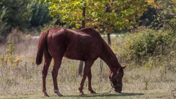 Ρέθυμνο: Υπάλληλος ιππικού ομίλου μαστίγωνε άλογο με λάστιχο ποτίσματος