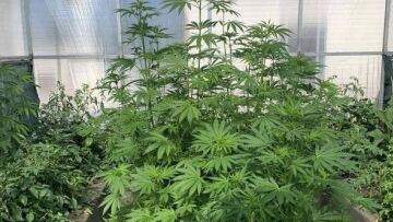 Μεσαρά: Τα θερμοκήπια με τις φασολιές έκρυβαν 750 δενδρύλλια κάνναβης - Δύο συλλήψεις