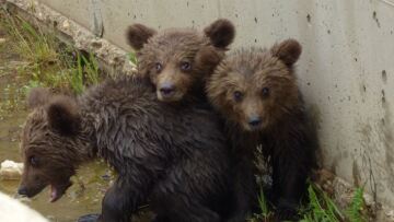 Φλώρινα: Αίσιο τέλος για τα τρία αρκουδάκια που εγκλωβίστηκαν σε φράγμα