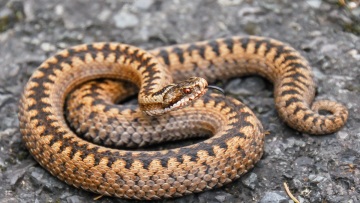 Θεσσαλονίκη: Διασωληνωμένη 39χρονη ερπετολόγος - Την κάλεσαν σε σχολείο να εγκλωβίσει φίδι και την δάγκωσε