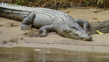 Καμπότζη: Νεκρός 72χρονος εκτροφέας κροκόδειλων - Κατασπαράχθηκε από τα ερπετά του