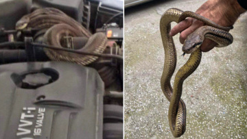 Θεσσαλονίκη: Άνοιξε το καπό του αυτοκινήτου και βρήκε φίδι τυλιγμένο στον κινητήρα
