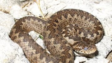 Θεσσαλονίκη: «Είναι εθελόντρια, όχι ερπετολόγος» ξεκαθαρίζει η μητέρα της 39χρονης που την δάγκωσε οχιά