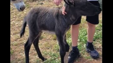 Θεσσαλονίκη: Έκλεψαν νεογέννητο γαϊδουράκι με σπασμένο πόδι από την Πυλαία - Κινδυνεύει η ζωή του