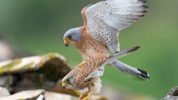 Oι νικητές του τρίτου πανελλήνιου φωτογραφικού διαγωνισμού «Click στη φύση»