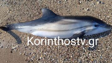 Κόρινθος: Δεν τα κατάφερε το δελφινάκι που βοήθησαν οι λουόμενοι - Ξεβράστηκε νεκρό σε παραλία