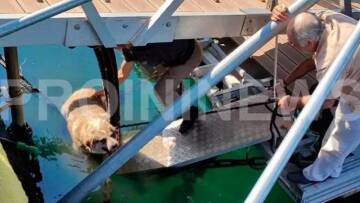 Καβάλα: Ασυνείδητος κλώτσησε και έριξε αδέσποτο σκύλο στη θάλασσα - Τον έσωσαν περαστικοί