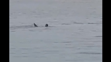 Σοκαριστικό βίντεο: Η στιγμή που ένας καρχαρίας αρπάζει Ρώσο παραθεριστή στην Αίγυπτο