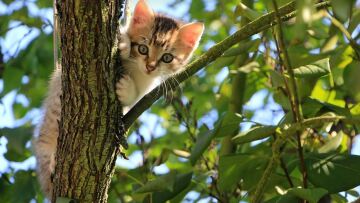 Θεσσαλονίκη: Ελεύθερος με περιοριστικό όρο ο ηλικιωμένος που πυροβόλησε γάτα με αεροβόλο