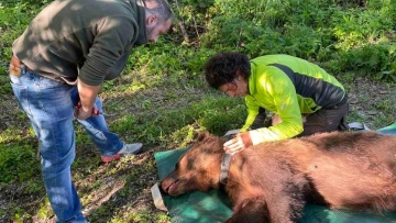 Φλώρινα: Άλλαξαν «γειτονιά» στην άτακτη αρκούδα που είχε… ξεκληρίσει κοτέτσια - Δείτε φωτογραφίες