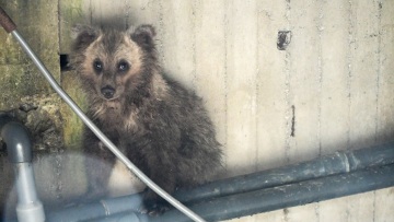 Καστοριά: Αρκουδάκι που έπεσε σε δεξαμενή διασώθηκε με τη βοήθεια ενός κορμού - Δείτε βίντεο