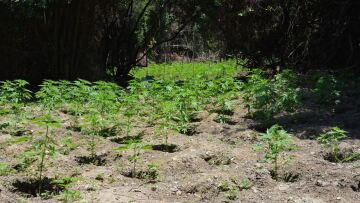 Βρήκαν χασισοφυτεία με 359 δενδρύλλια στα Χανιά