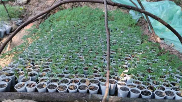 Εγκατέλειψαν γιγαντιαία χασισοφυτεία στα σύνορα με την Αλβανία