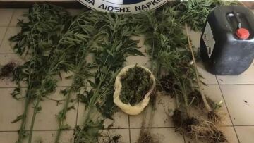 Καλαμάτα: Το ελικόπτερο εντόπισε χασισόδεντρα που καλλιεργούσε ηλικιωμένος