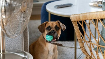 Οδηγός για την καλοκαιρινή φροντίδα του σκύλου σας: Απολαύστε το καλοκαίρι με ασφάλεια