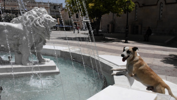 Καύσωνας: Πώς τον ονόμαζαν οι αρχαίοι Έλληνες και ποια η σχέση με τα… σκυλιά - Δείτε βίντεο