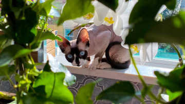 13 φυτά που είναι επικίνδυνα για τη γάτα σας