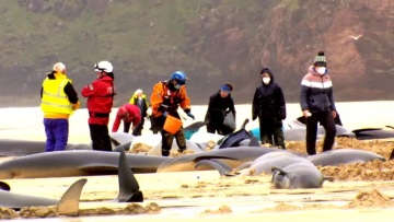 Βρετανία: Τουλάχιστον 55 μαυροδέλφινα εξόκειλαν σε νησί της Σκωτίας