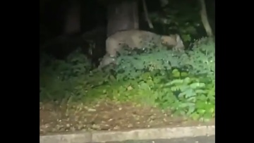 Βερολίνο: Συναγερμός για λιοντάρι που κυκλοφορεί ελεύθερο στην πόλη - Δείτε βίντεο