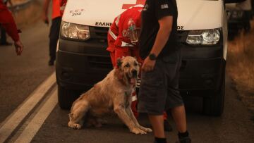 Πώς διασώθηκαν πυρόπληκτα ζώα και ποιοι έχουν αναλάβει τη φροντίδα τους