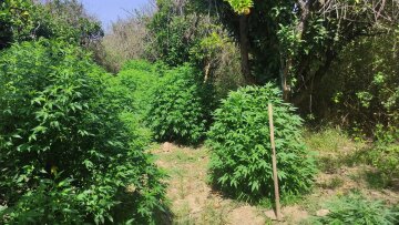 Πύργος: Βρέθηκε φυτεία με 44  δενδρύλλια κάνναβης και τρία κιλά ναρκωτικών βρέθηκε
