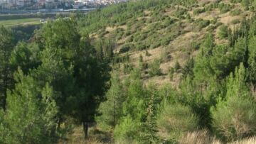 Θεσσαλονίκη: Πρόστιμο σε καπνιστή που πέταξε αναμμένο τσιγάρο στο δάσος του Σέιχ Σου