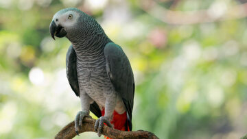 5 απίθανες πληροφορίες για τους Αφρικανικούς Γκρίζους Παπαγάλους