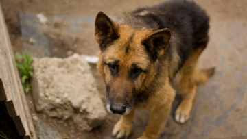 Θεσσαλονίκη: Σύλληψη και πρόστιμο για 64χρονο που έδεσε σκύλο έξω από το αγροτικό του και οδηγούσε
