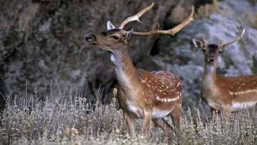 Πυροβόλησαν και σκότωσαν τρία ελάφια στη Ρόδο – Στο ένα έκοψαν τα κέρατα