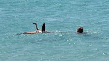 Κρήτη: Λουόμενος έσωσε γύπα που έπεσε στη θάλασσα - Τον «βάφτισαν» Μαθιό