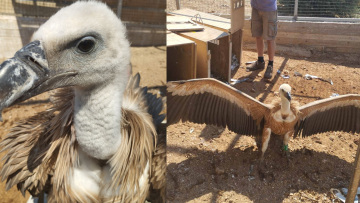 Κρήτη: Οι γύπες πεθαίνουν από αφυδάτωση - Η έκκληση των φιλοζωικών οργανώσεων