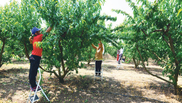 Η Ελλάδα «στέρεψε» από εργάτες γης - Ψάχνει εργαζόμενους στην Ασία
