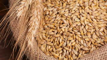 Πόλεμος στην Ουκρανία: Καταστράφηκαν 40.000 τόνοι σιτηρών - Στα ύψη οδηγούνται οι τιμές των τροφίμων